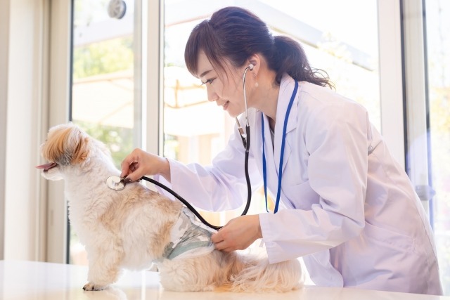 犬の聴診をする獣医師
