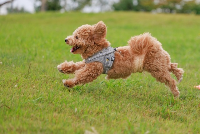 芝生の上を走り回る犬