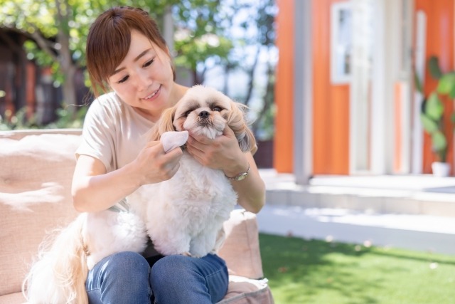 愛犬のデンタルケアをする飼い主