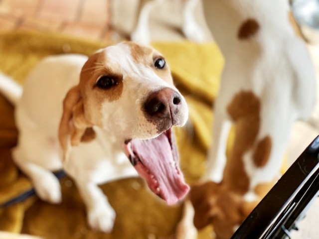 犬が大きく口を開けてあくびをしている様子