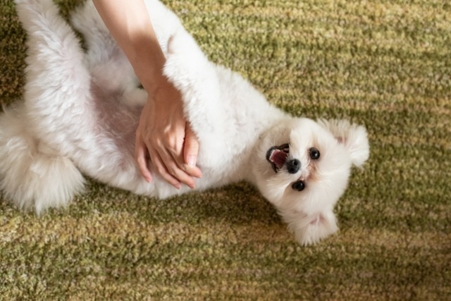 仰向けになり、飼い主にお腹を撫でてもらっている犬