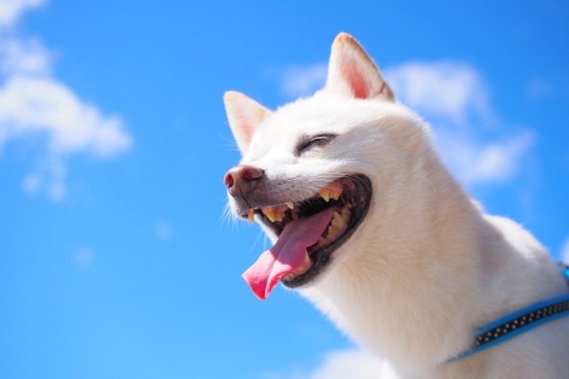 口を開けて笑っている柴犬