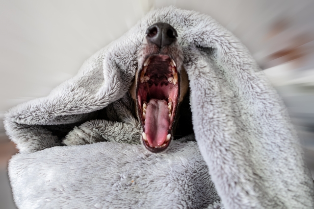 毛布に隠れてながら口を大きく開ける犬