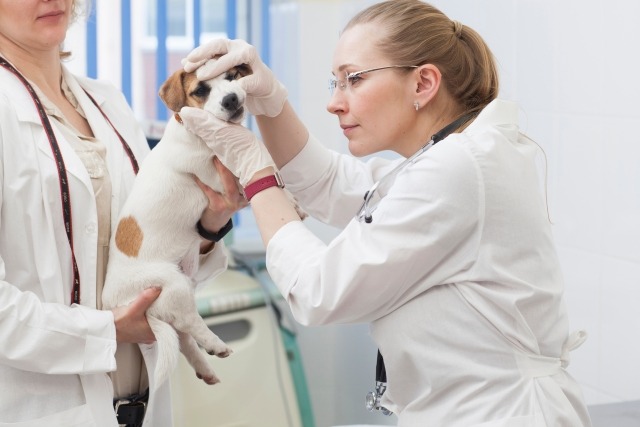 犬の口をチェックする獣医師