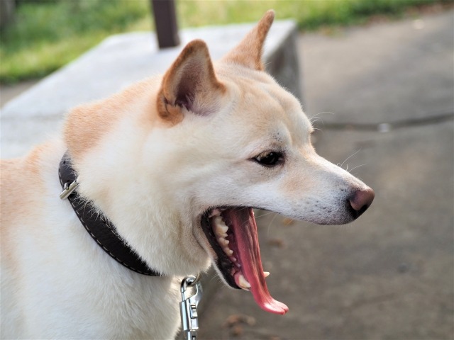 大きく口を開けている柴犬