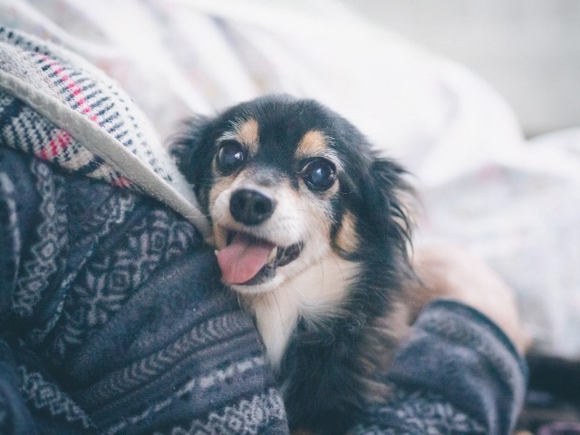 飼い主に抱っこされているチワックス