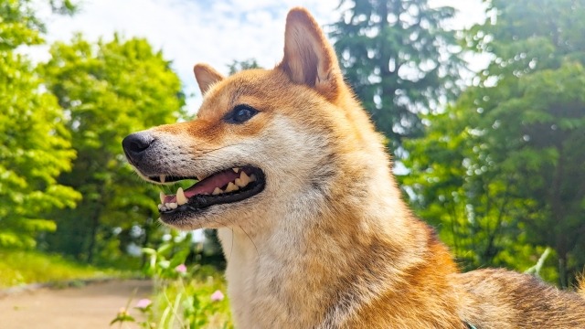 横を向いて笑っている柴犬
