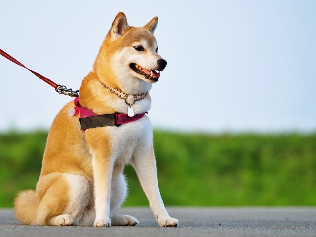 散歩中に座っている柴犬