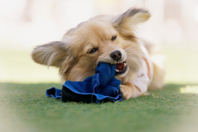 タオルを噛んでいる犬
