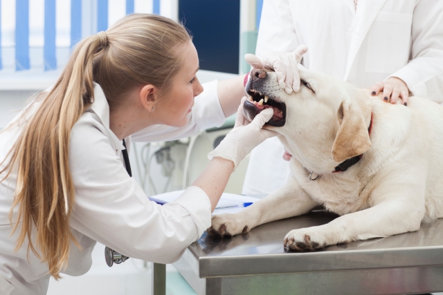 犬の口の中をチェックする獣医師
