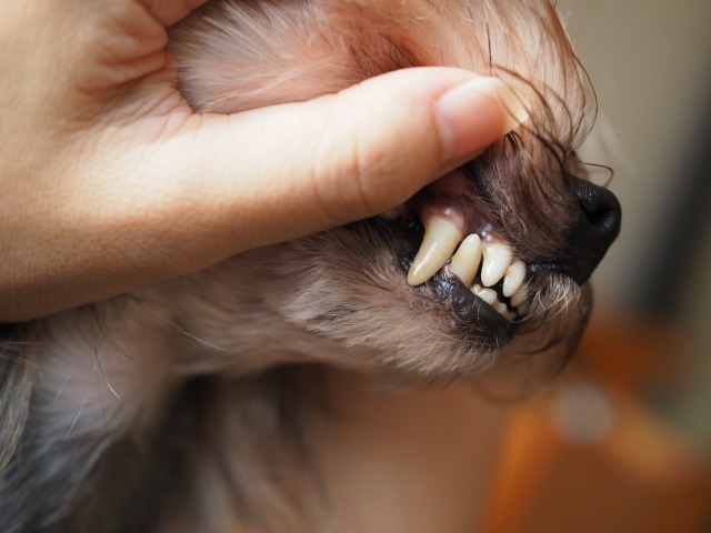 上唇をめくって犬の歯を見ている様子
