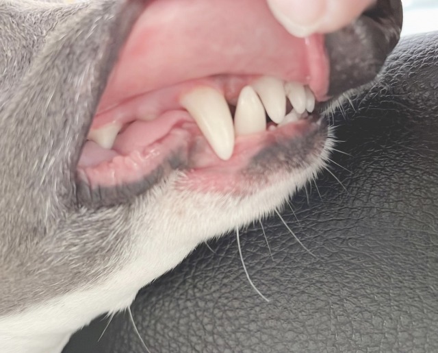 唇をめくって犬の歯を見ている様子