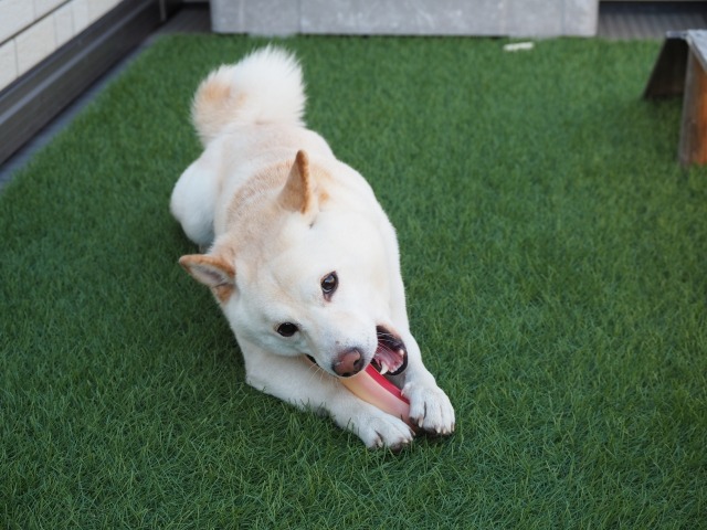 おもちゃを噛んで遊ぶ柴犬