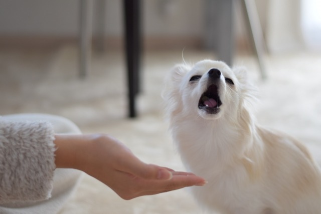 飼い主の手からおやつをもらうチワワ